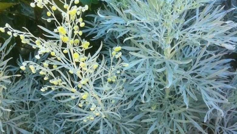 Полынь лимонная (artemisia balchanorum)