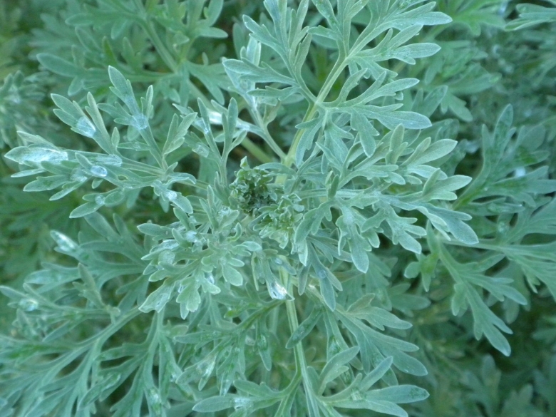 Полынь шелковистая artemisia sericea