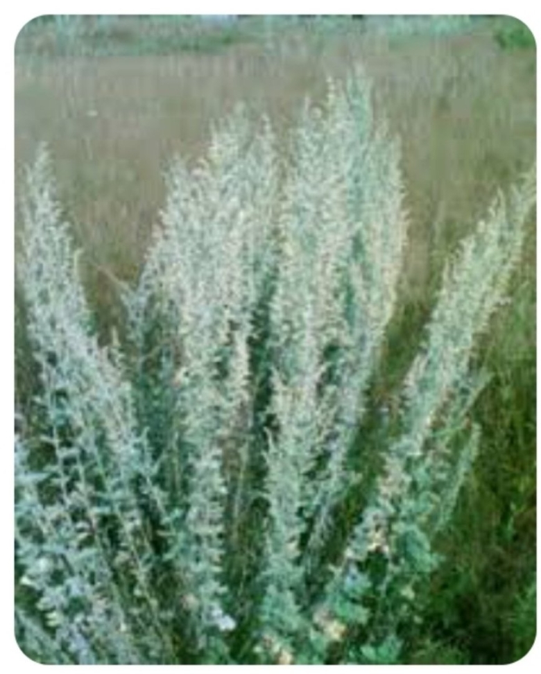 Полынь горькая обыкновенная