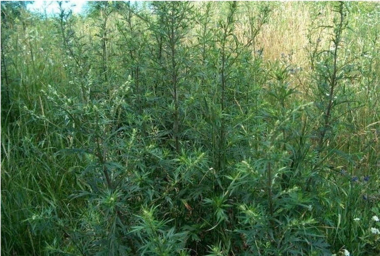 Дикорастущая конопля