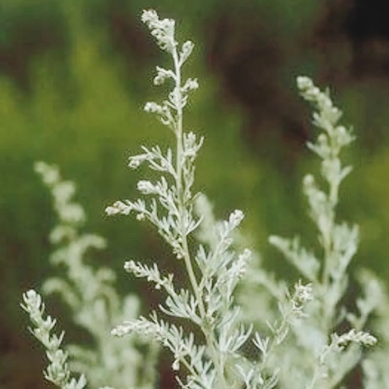 МАРАМИЯ трава