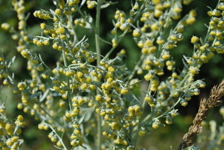 Полынь горькая (artemísia absínthium).
