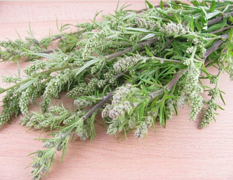 Трава полыни горькой