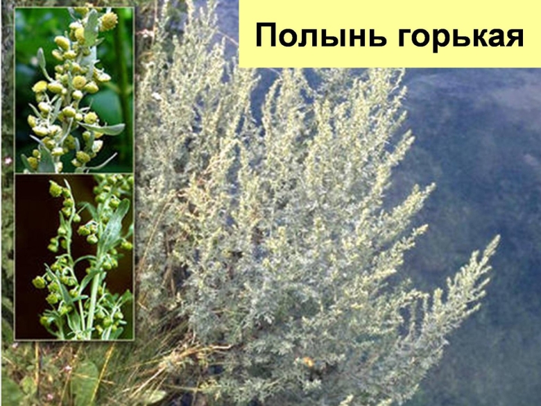 Цитварная полынь дармина