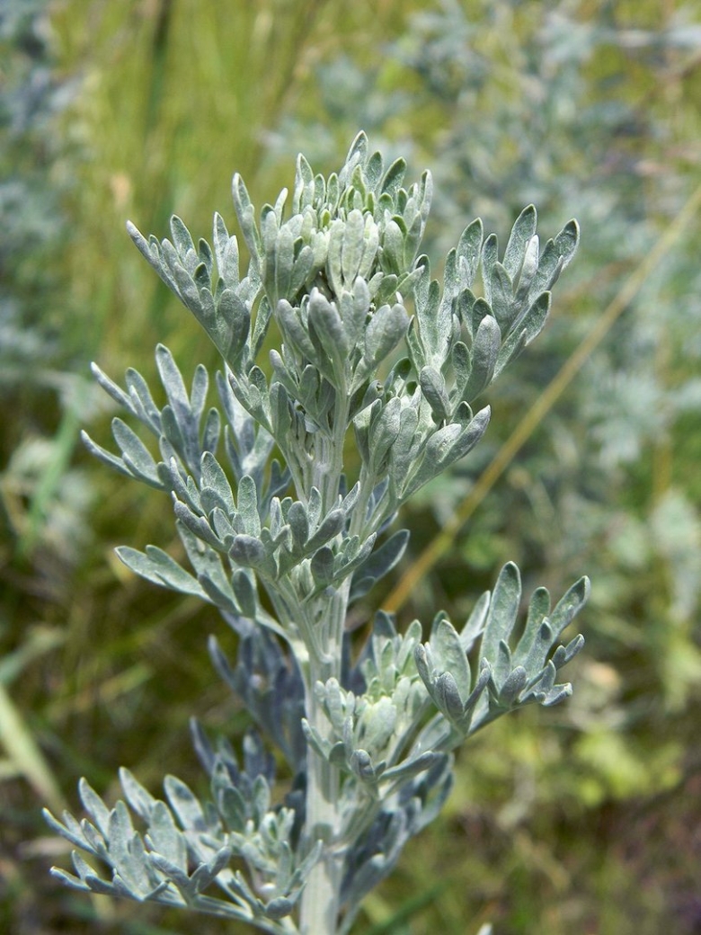 Полынь горькая artemisia absinthium