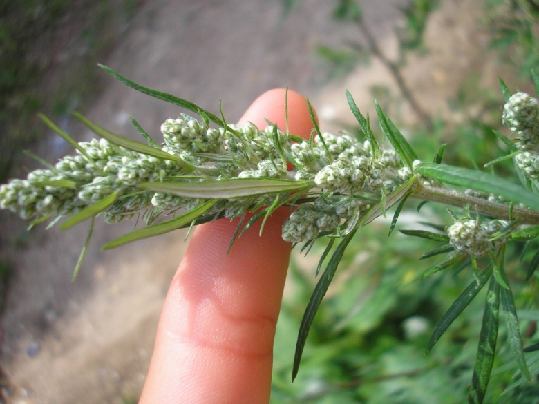 Полынь чернобыльник artemisia vulgaris