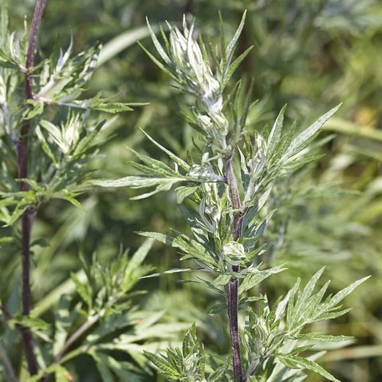 Полынь чернобыльник