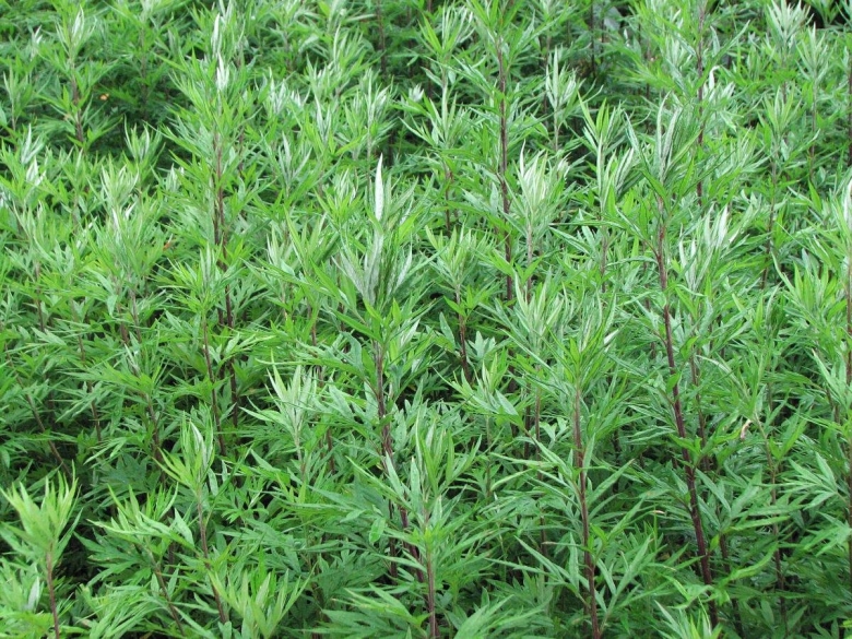 Artemisia vulgaris
