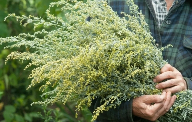 Трава полыни