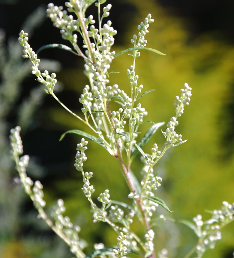 Полынь обыкновенная растение