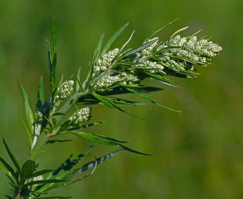 Полынь обыкновенная artemisia vulgaris