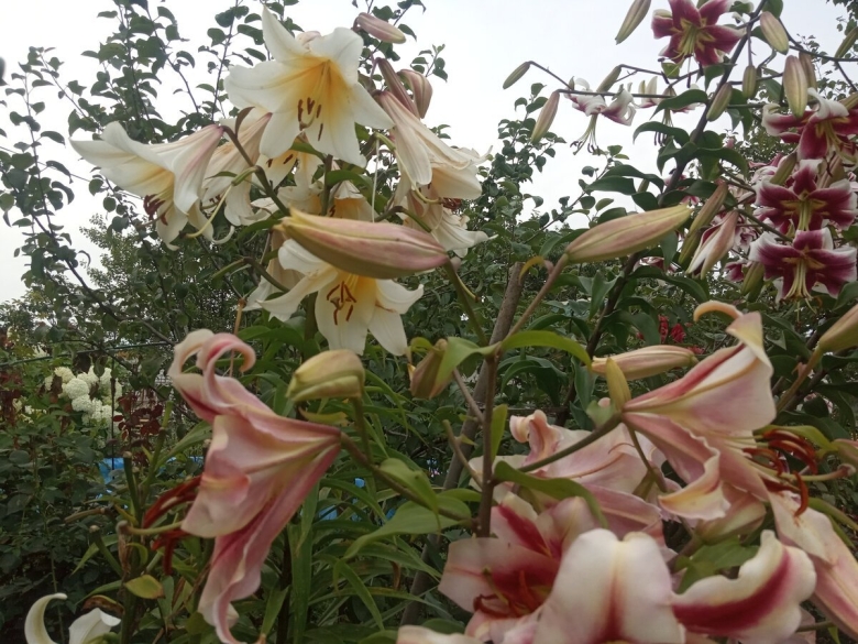 Шаровидное лилейное дерево