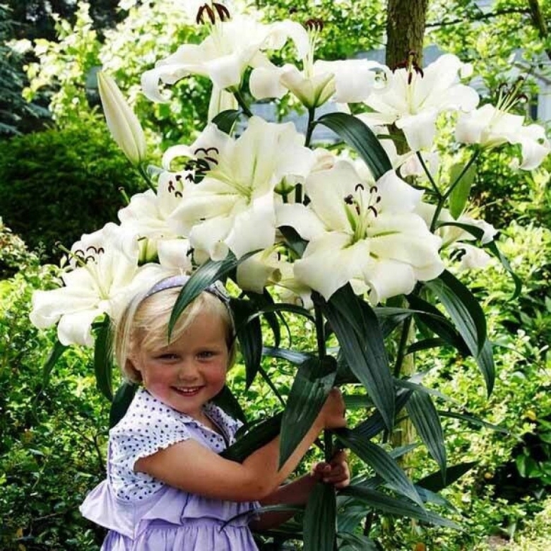 Лилия притти вумен