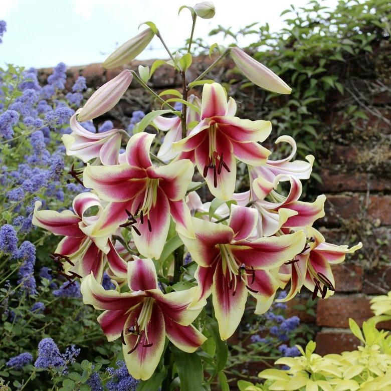 Лилия Холланд Бьюти