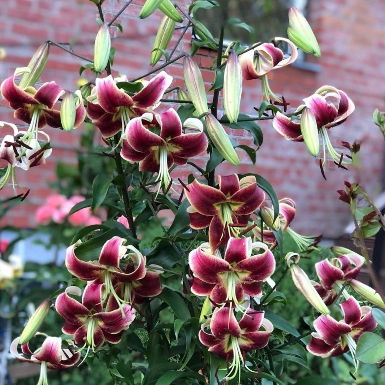 Лилейное дерево Марлен