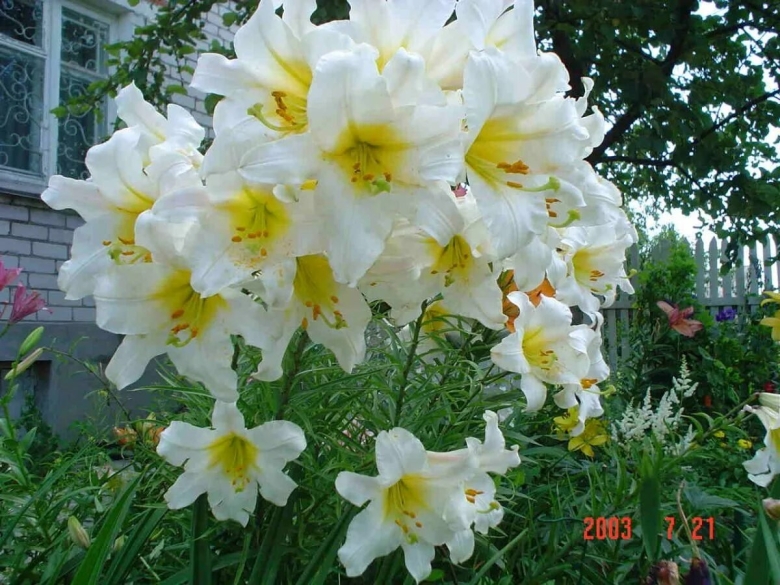 Лилия трубчатая вайт планет