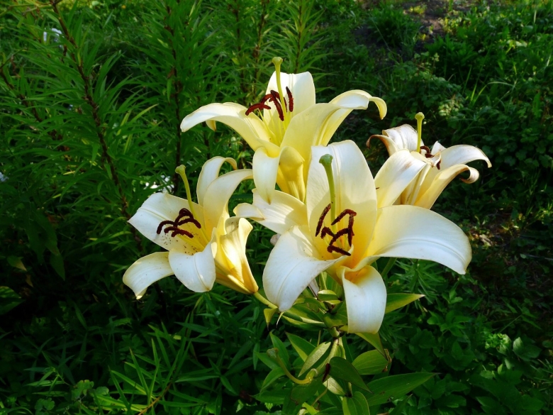 Лилия эрколано (ла-гибриды)