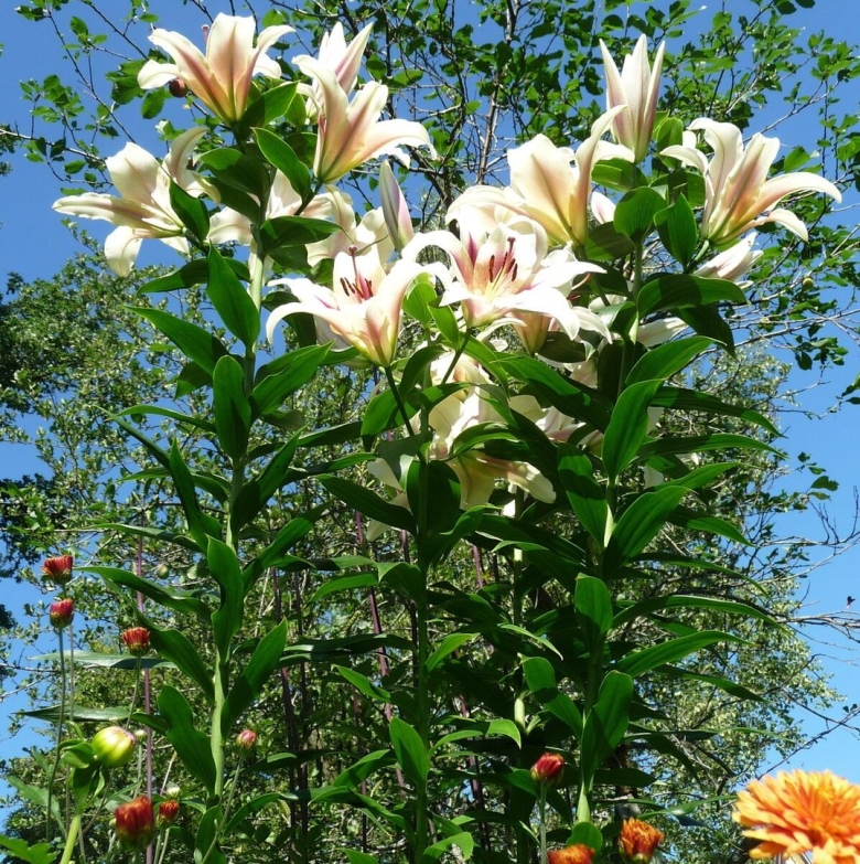 Лилейное дерево Марлен