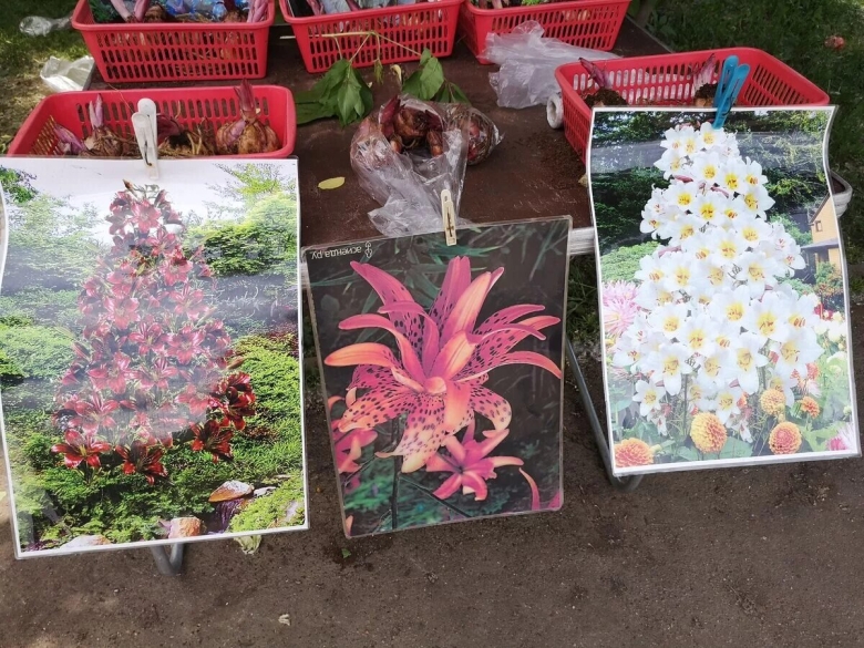 Древовидная лилия пирамидальная