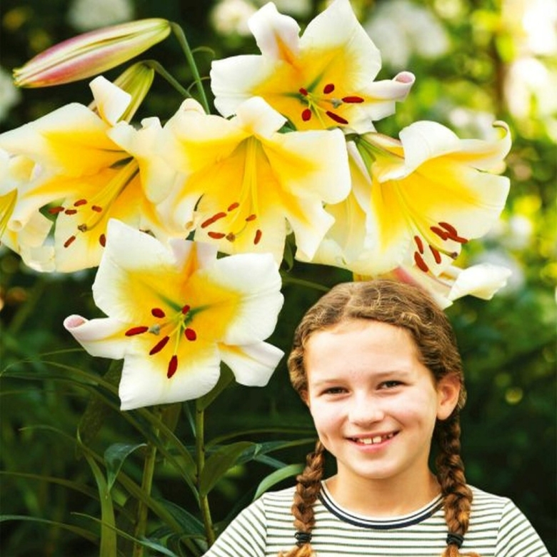 Лилия Мисс Пекулиар