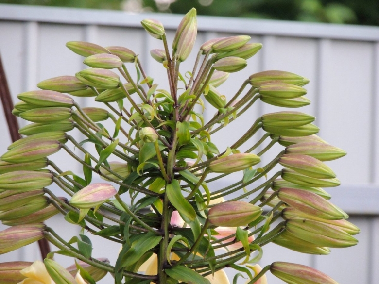 Фасциация лилии Марлен