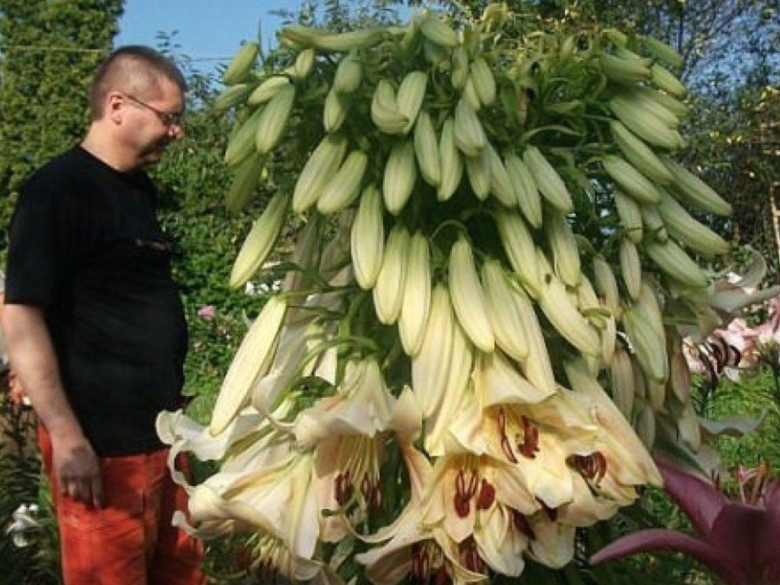 Гигантская лилия кардиокринум