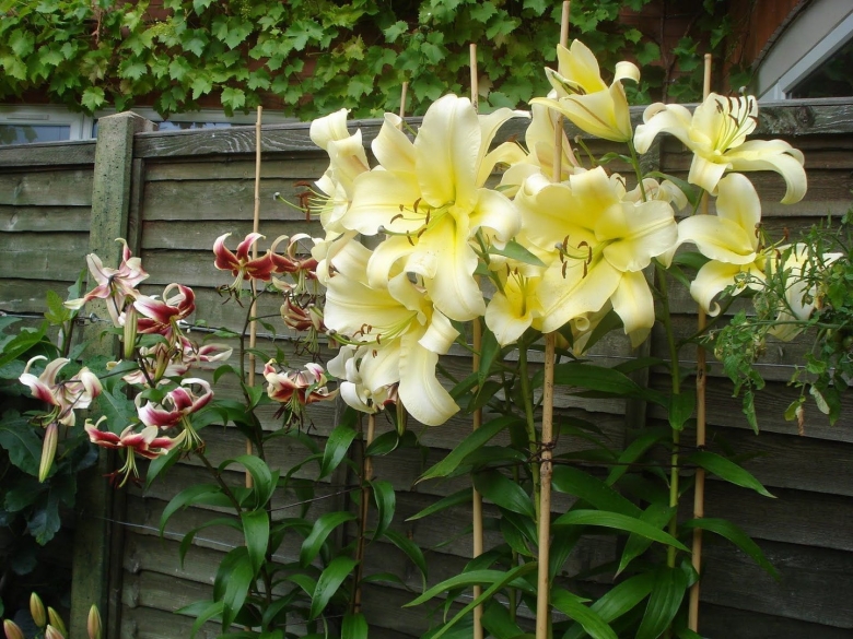 От гибриды лилий