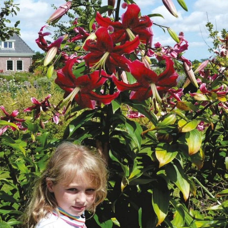 Лилия Мисс Пекулиар