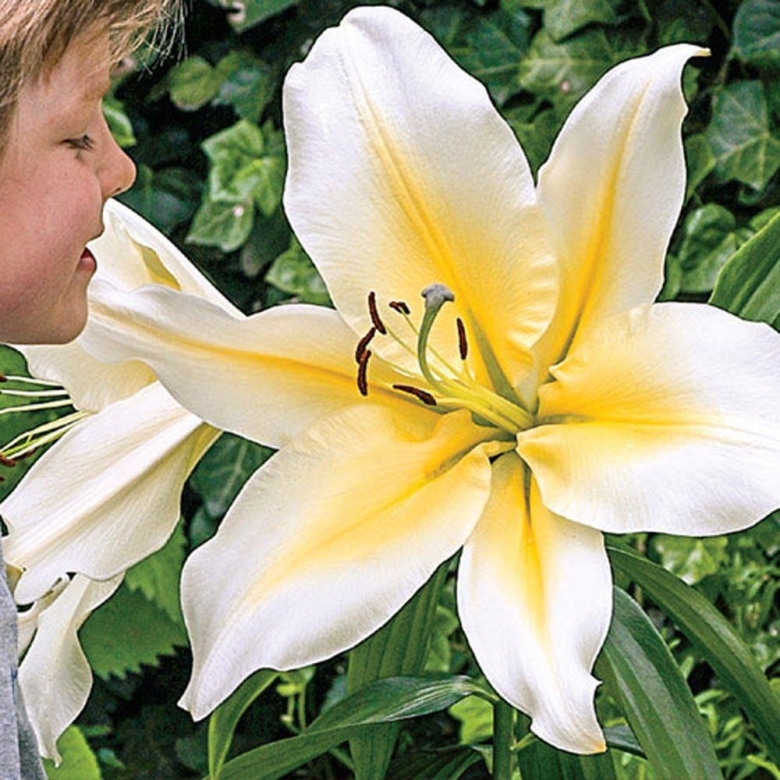 Лилия биг бразер