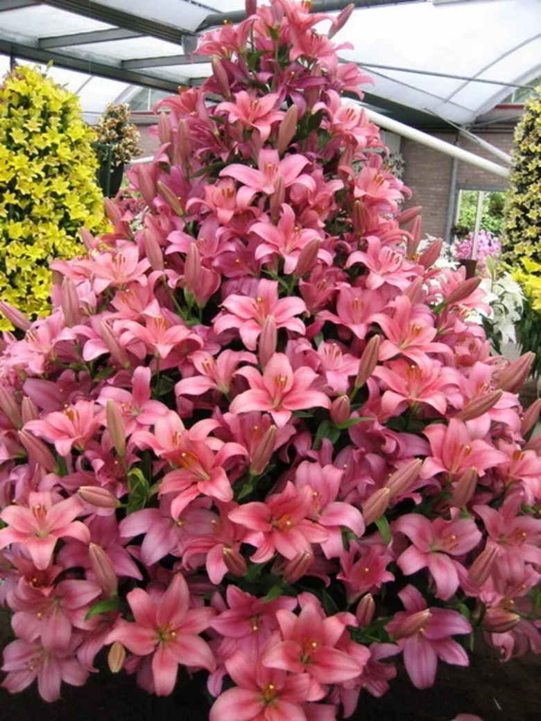 Пирамидальная Лилия Марлен