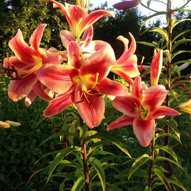 Лилия монтего бэй