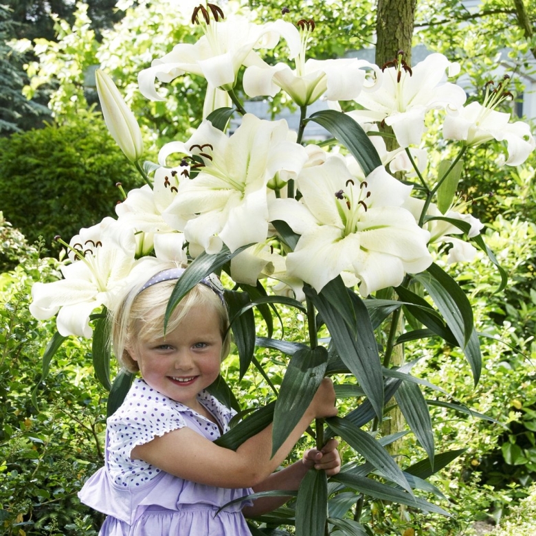 Лилия древовидная претти вумен