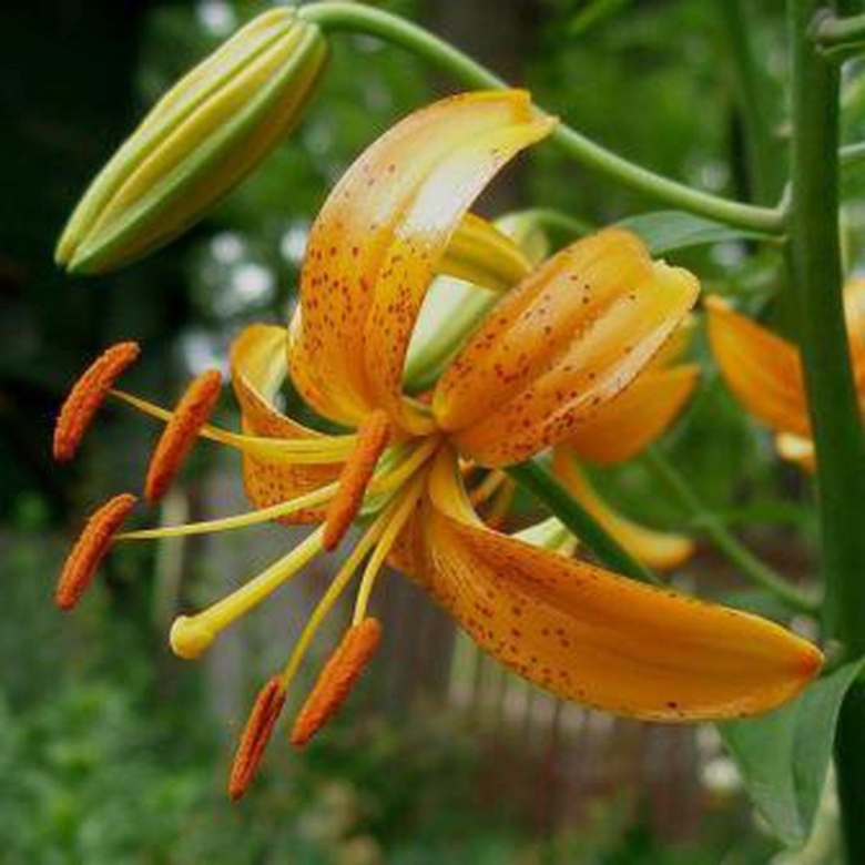 Лилия мартагон арабиан найт