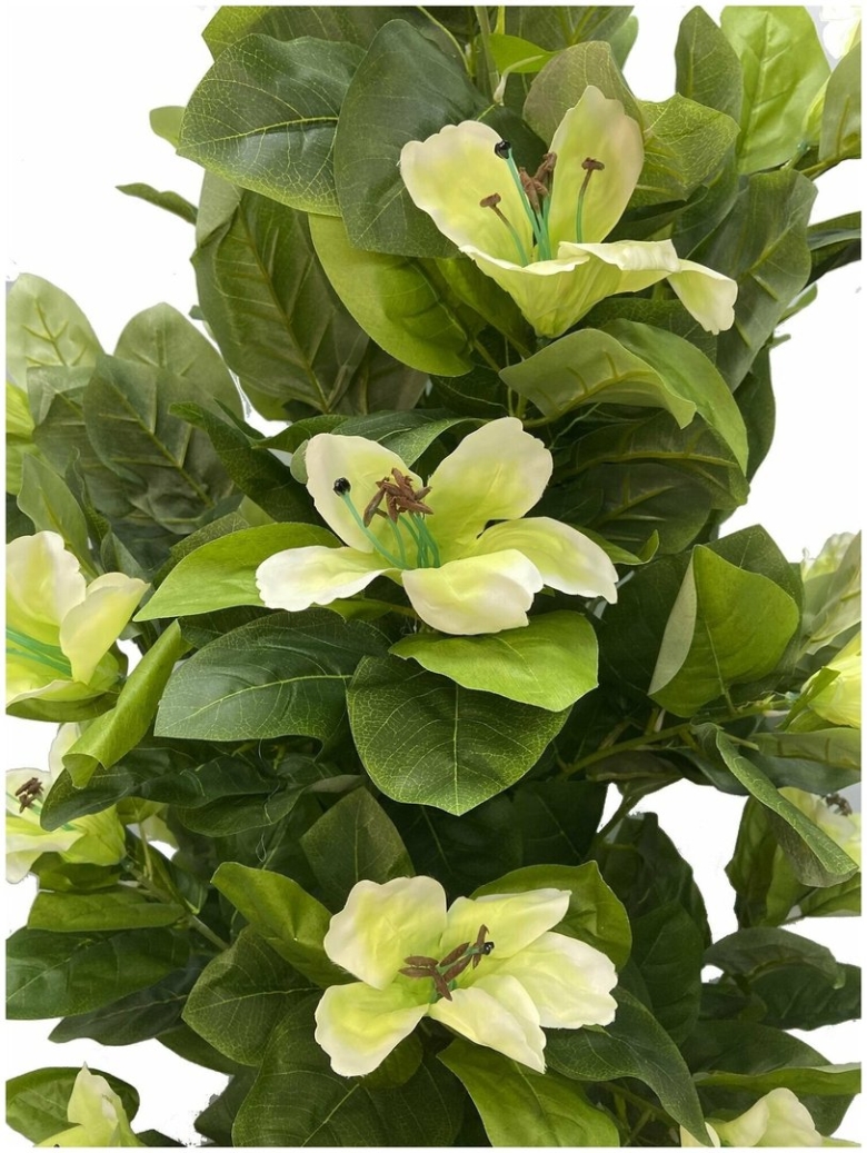 Брунсвигия дерево лилия