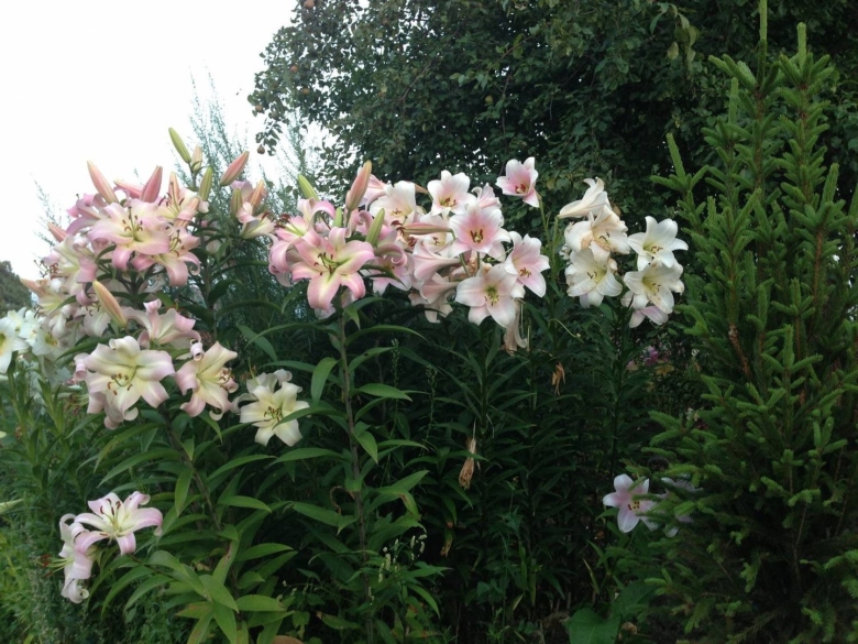 Лилия-дерево претти вумен