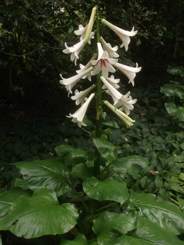 Лилия кардиокринум