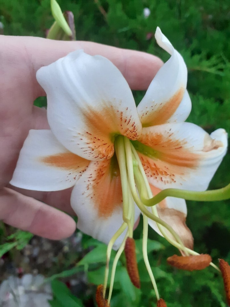 Лилия тигровая леди элис