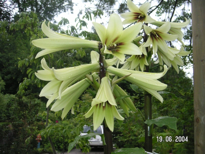 Гигантская Лилия кардиокринум