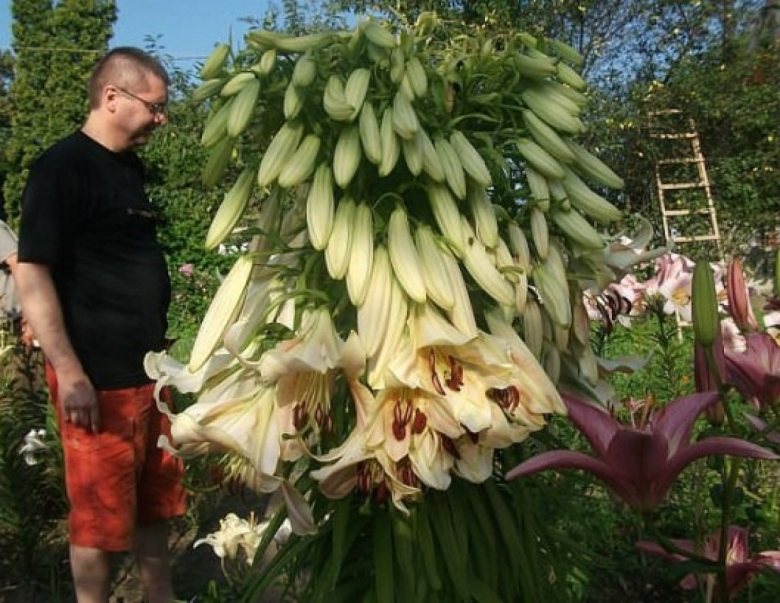 Гималайский кардиокринум