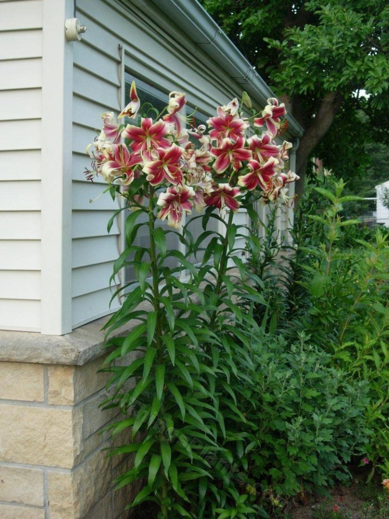 Лилейное дерево Марлен