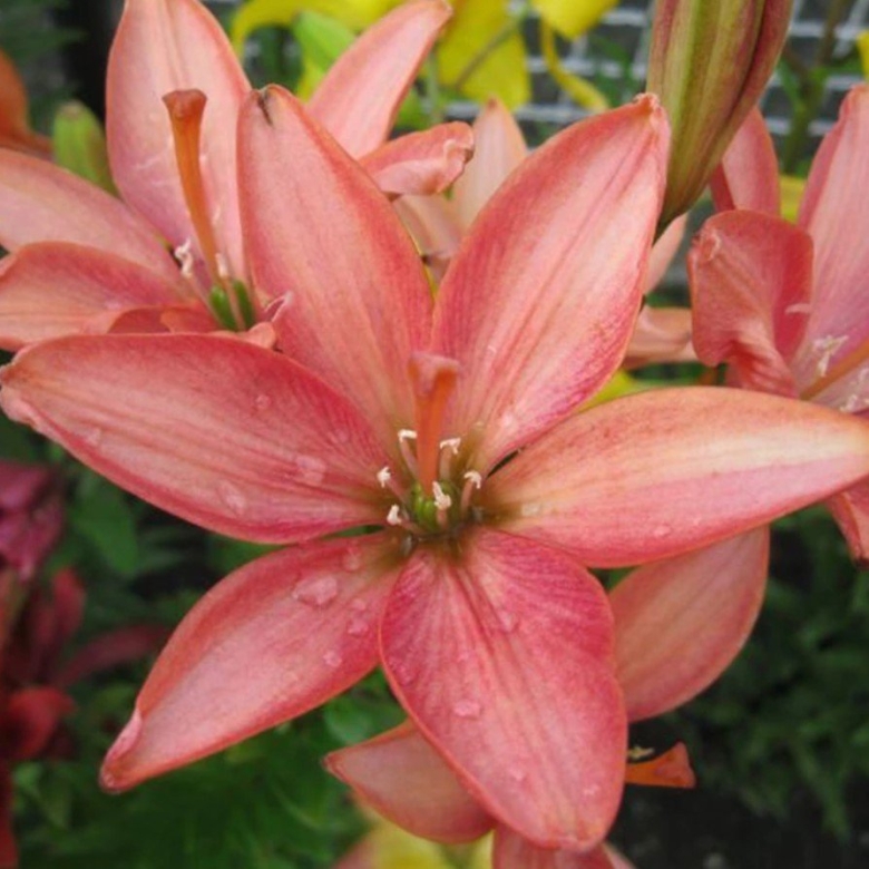 Лилия литтл кисс