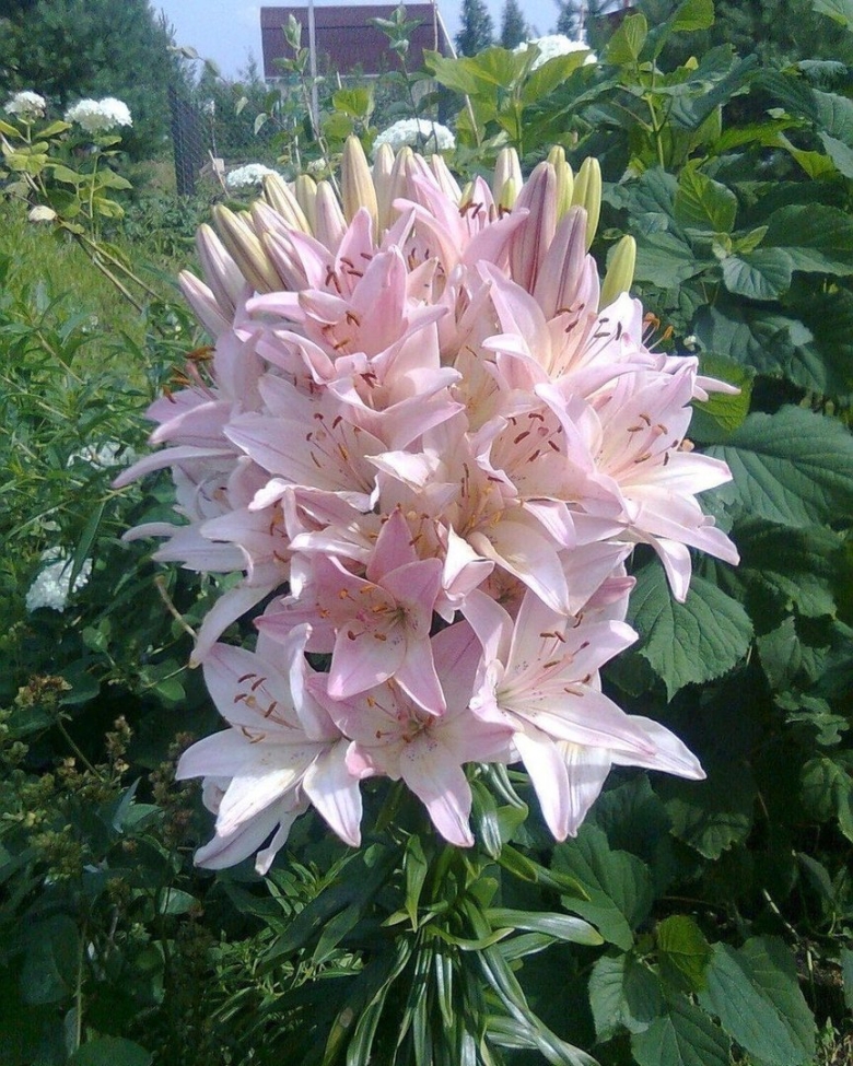 Лилия азиатская марлен