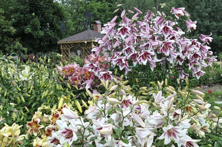 Лилия кустовая пирамидальная