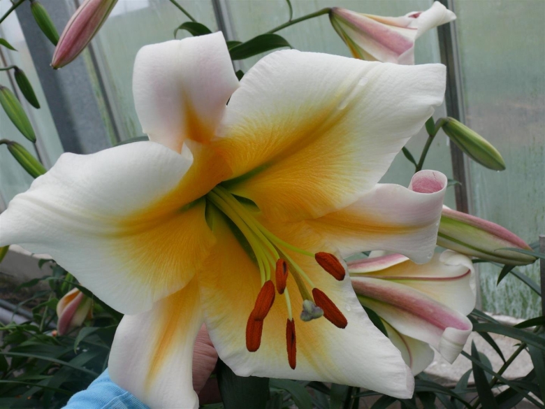 Лилия мисс пикьюлиар