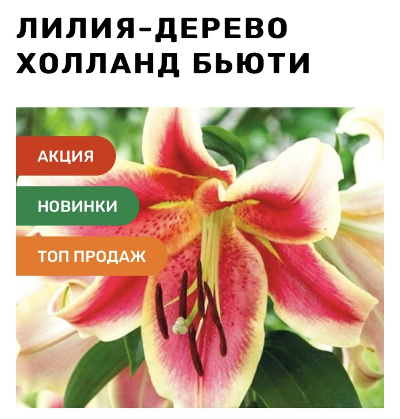 Лилия холланд бьюти