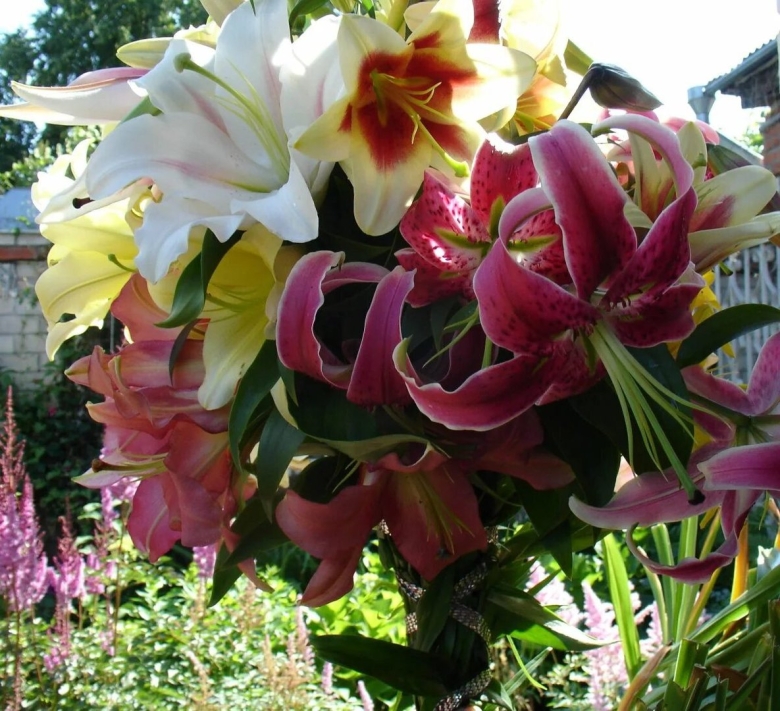 Лилии от гибриды