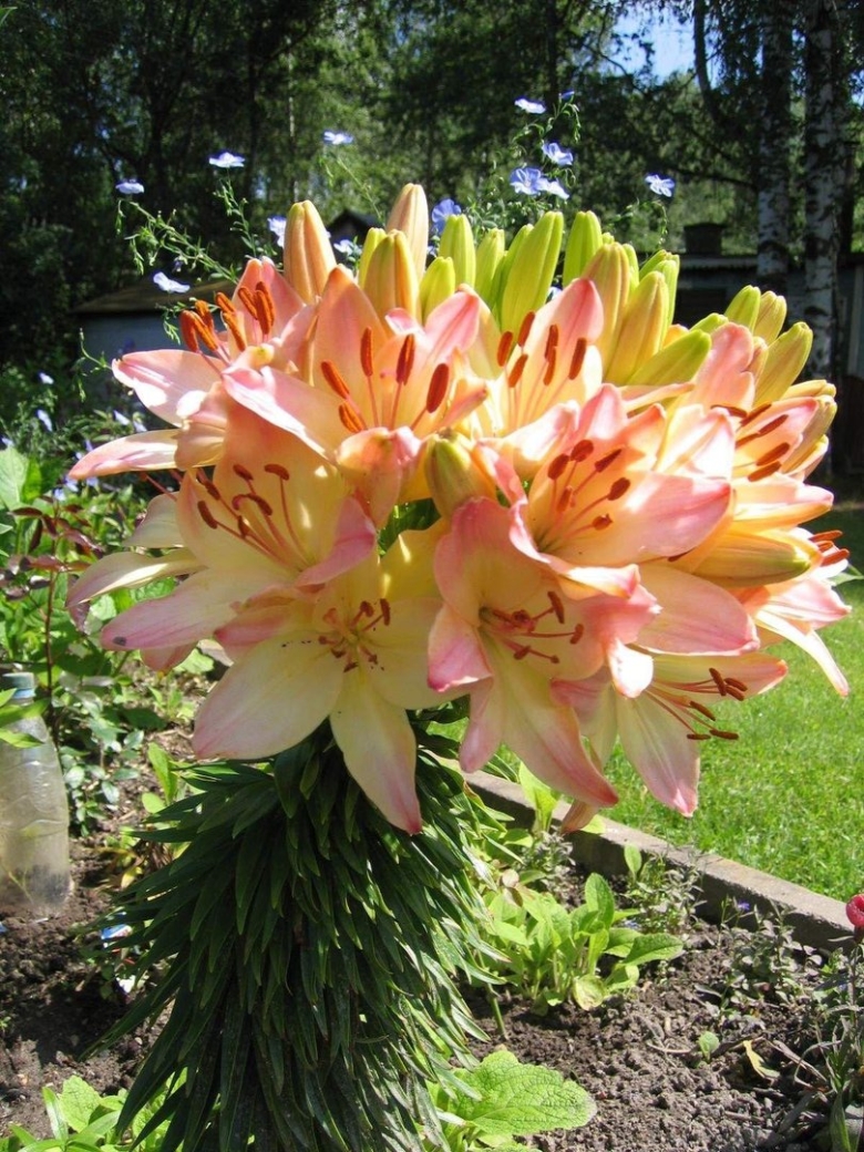 Пирамидальная Лилия Марлен