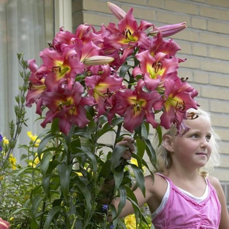 Лилия лилейное дерево