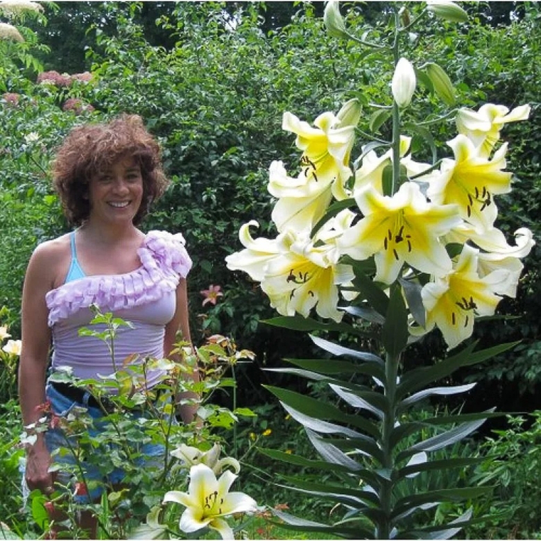 Лилия conca d'or