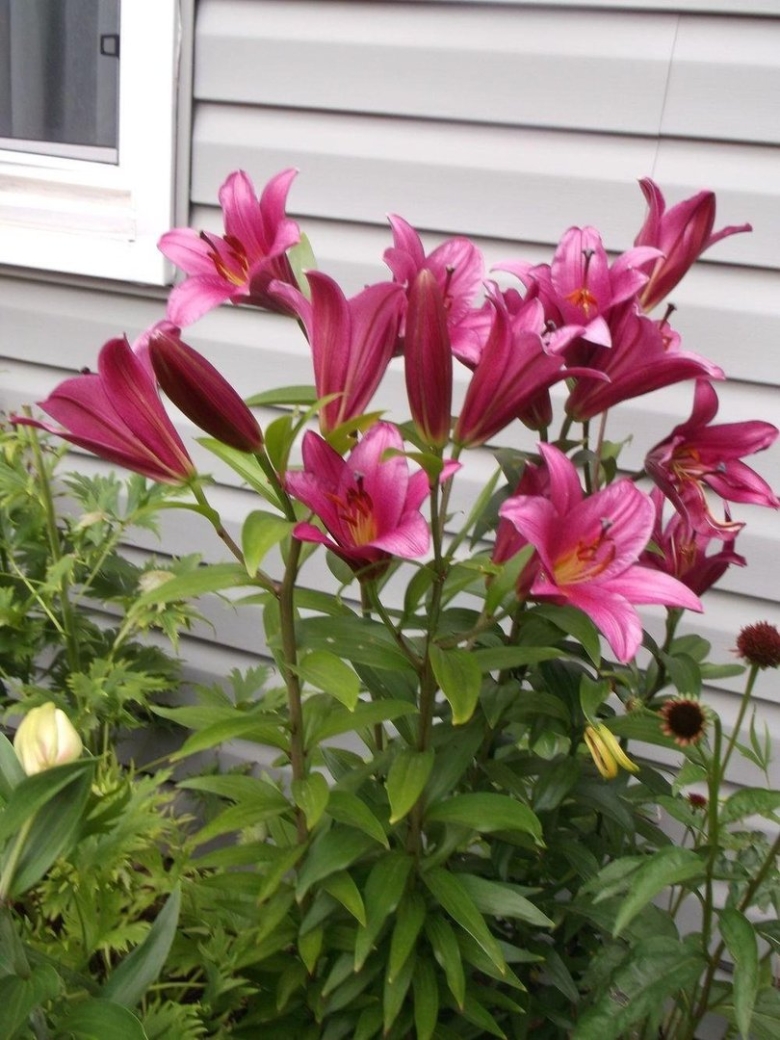 Лилия пурпл принс